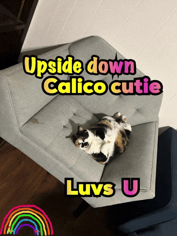 a cat laying on a couch with the words upside down calico cutie luvs u on the bottom