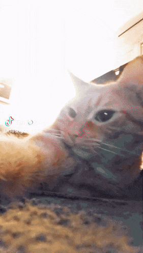 a close up of a cat 's face with a tiktok icon in the corner