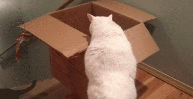 Cats Silly GIF - Cats Silly Cute GIFs