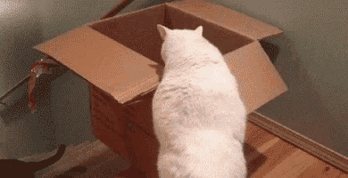 a white cat is standing in a cardboard box looking out of it .