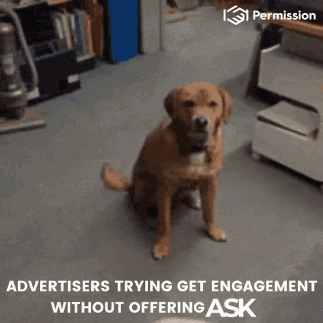 an ad for permission shows a dog in a pool