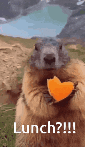 a ground squirrel is eating a heart shaped piece of carrot with the words lunch written below it
