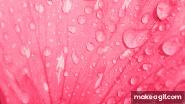 a pink leaf with water drops on it and the website makeagif.com