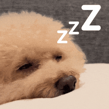a dog is sleeping with the letter zz above it
