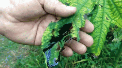a person is holding a green leaf with a hole in it