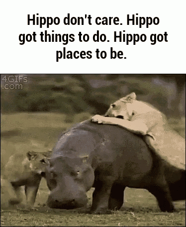 Hippos GIF - Hippos GIFs