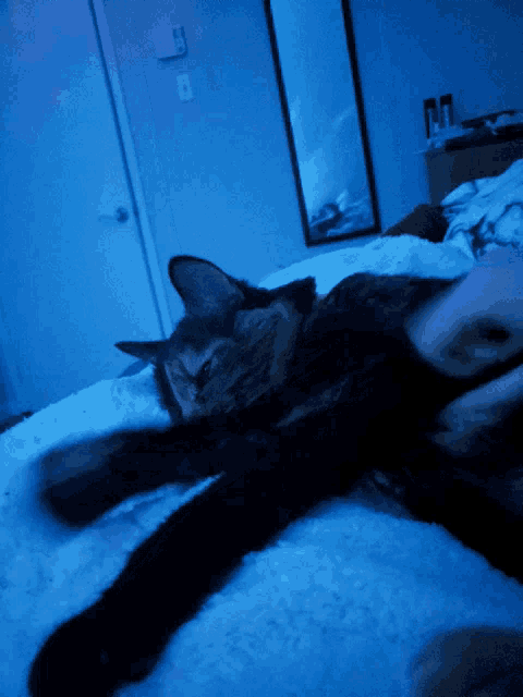 a cat is laying on a bed with a blue light shining on it