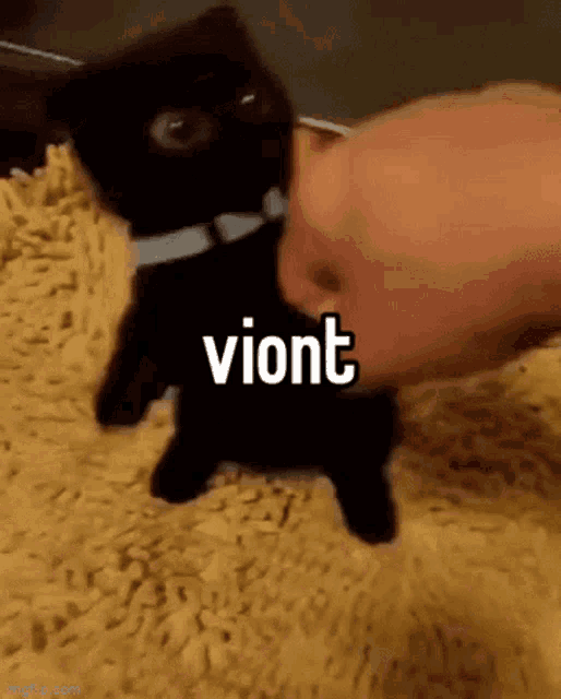 Viont Viont Cat GIF - Viont Viont Cat Violent Cat GIFs