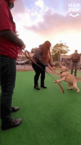 Dog Happily GIF - Dog Happily Excited GIFs