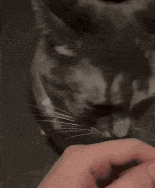 a close up of a cat looking at a person 's hand on a table .