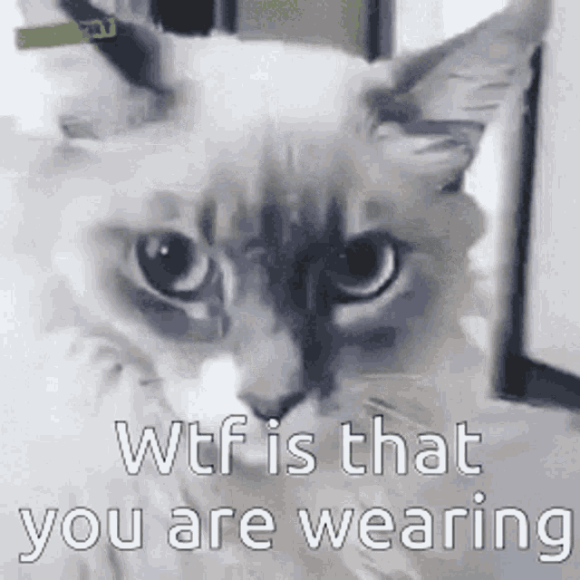 Wtf Is That You Are Wearing GIF