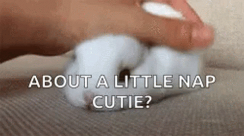 Bunny About A Little Nap GIF - Bunny About A Little Nap Little Nap GIFs