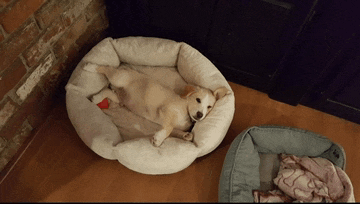 a dog laying in a white dog bed next to a blue dog bed