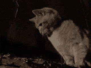 a close up of a cat sitting in the dark looking at something .