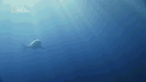 It Came From The Deep GIF - Sharks Swim GIFs