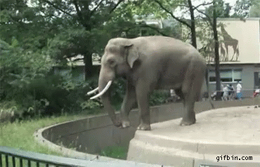 Zoo GIF - Zoo Elephant Toss GIFs