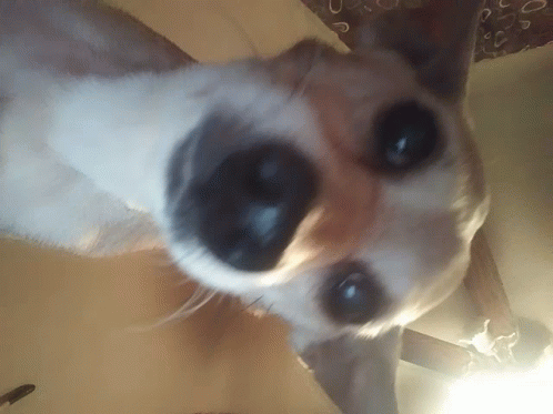 What The Dog Doin GIF - What The Dog Doin GIFs