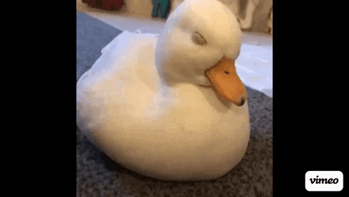 a white duck with its eyes closed is sitting on a carpet .