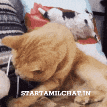 a cat laying on a couch with the words starttamilchat.in written on the bottom