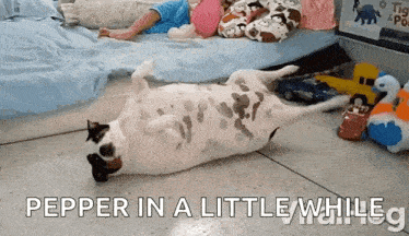 a dog is laying on its back with the words pepper in a little while written below it