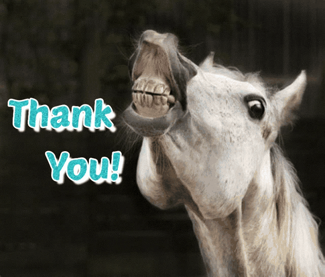 Thank You Horse GIF - Thank You Horse Horse Thank You GIFs