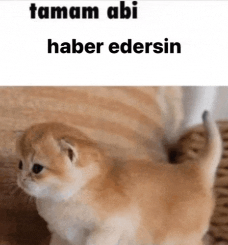 a picture of a kitten with the words tamam abi haber edersin written above it