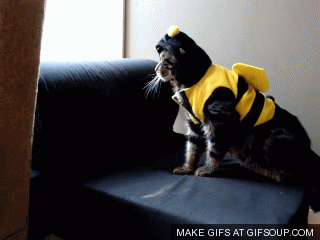 Whoops GIF - Cat Costume Fall Over GIFs