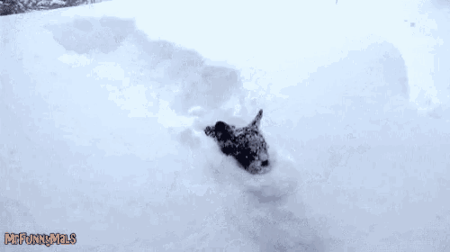 a person standing in the snow with the words mrfunnymals written on the bottom