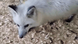a white fox is laying on the ground in a pile of wood chips .