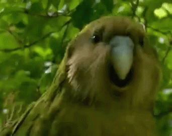 Parrot Green GIF - Parrot Green Head Nod GIFs