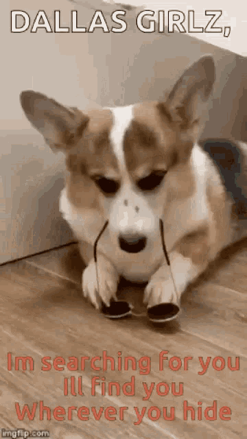 a brown and white dog is laying on a wooden floor wearing sunglasses .