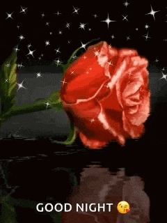 a red rose is floating in the water with the words `` good night '' written below it .