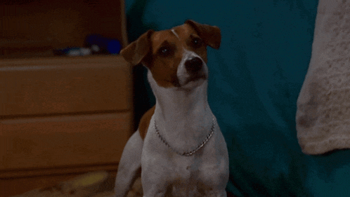 a brown and white dog wearing a necklace looks at the camera