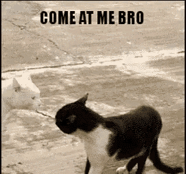 Come At Me Bro Pick A Fight GIF - Come At Me Bro Pick A Fight Cat Fight GIFs