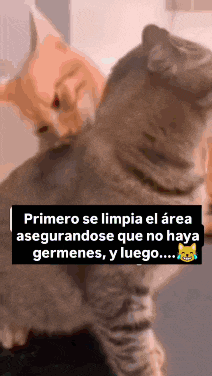 two cats are standing next to each other with the text primero se limpia el area asegurandose que no haya germenes