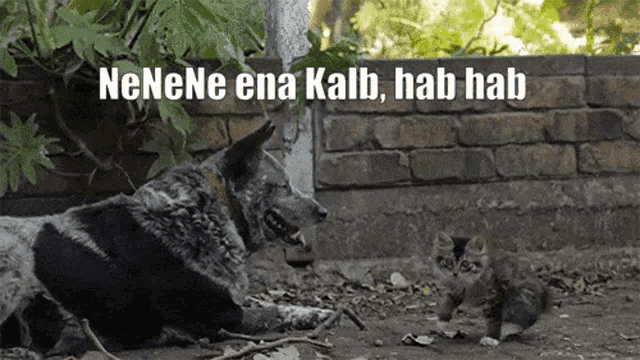 a picture of a dog and a kitten with a caption that says nene ena kalb