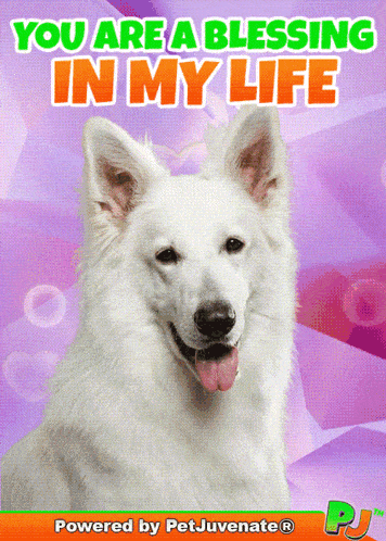 a picture of a white dog with the words you are a blessing in my life above it
