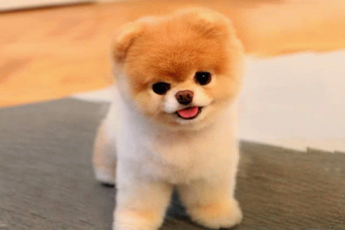 Boo Cute Puppy GIF - Boo Cute Puppy GIFs
