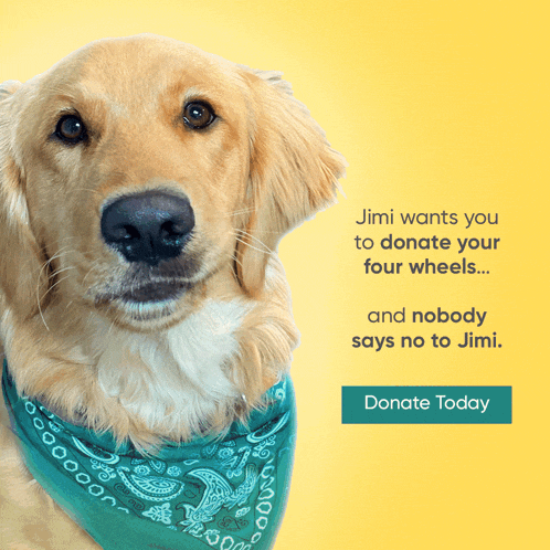 a golden retriever wearing a blue bandana with the words jimi wants you to donate your four wheels written below it