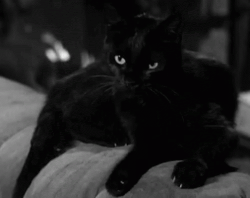 Black Cat Salem GIF - Black Cat Salem GIFs