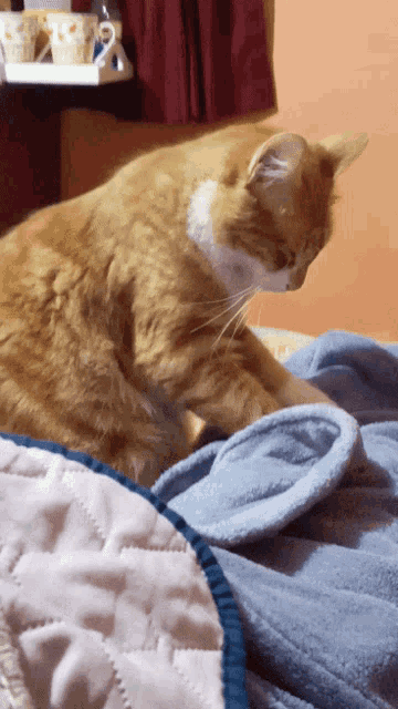 a cat laying on a bed looking at something