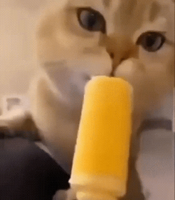Cat Ice Cream GIF - Cat Ice Cream GIFs