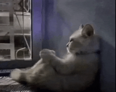 a white cat is sitting on a window sill looking out the window