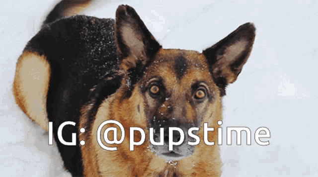 a german shepherd laying in the snow with ig @pupstime written above it