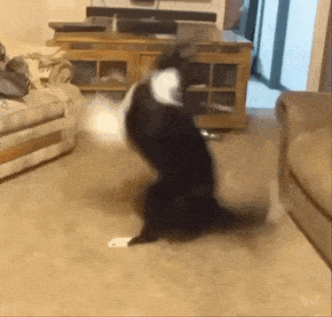 a black and white dog is standing up on its hind legs in a living room