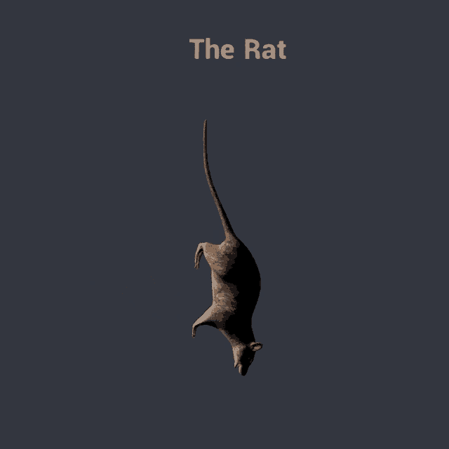 Rat Spinning Rat GIF - Rat Spinning Rat Spinning GIFs