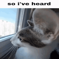 Cat Ear GIF - Cat Ear So I'Ve Heard GIFs