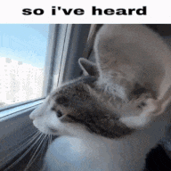 a cat is looking out a window with the words so i 've heard above it .