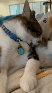Cat Grooming GIF - Cat Grooming Tabby GIFs