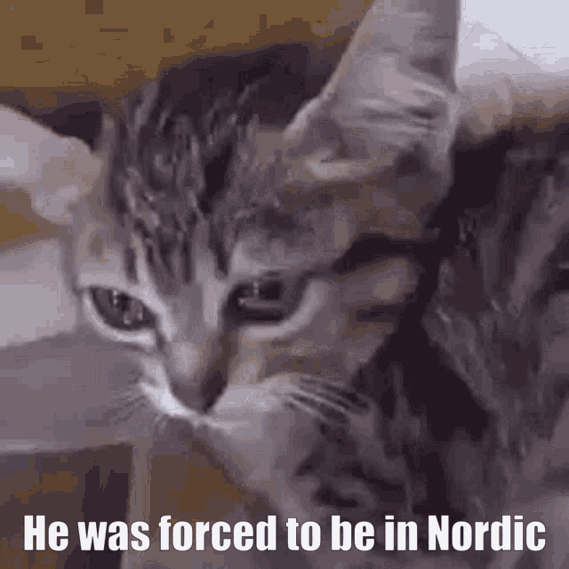 Nordic Server Nordic Mods GIF - Nordic Server Nordic Nordic Mods GIFs
